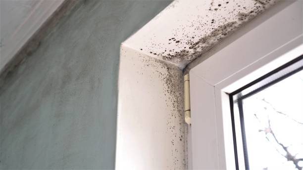 Best Certified Mold Removal  in Thoreau, NM