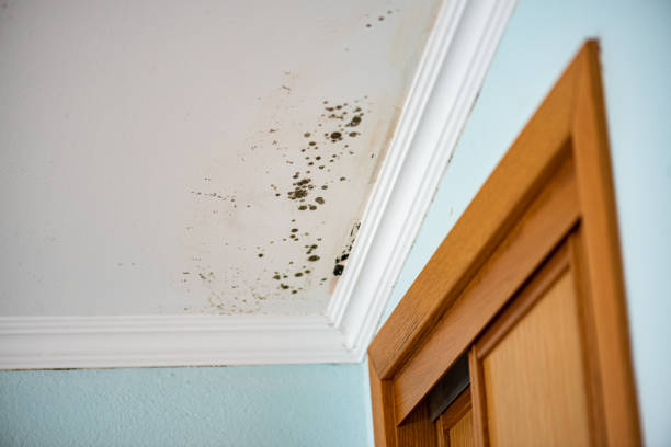 Best Affordable Mold Removal  in Thoreau, NM