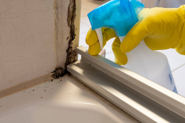Best Mold Testing  in Thoreau, NM
