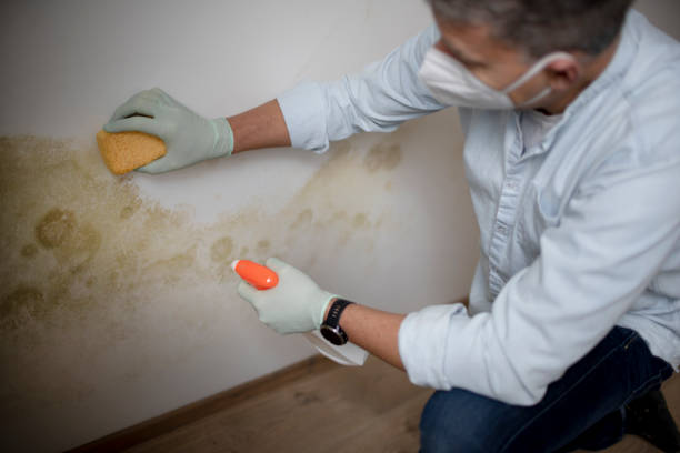 Best Mold Testing  in Thoreau, NM