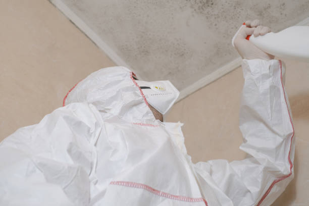 Best Mold Remediation Services  in Thoreau, NM