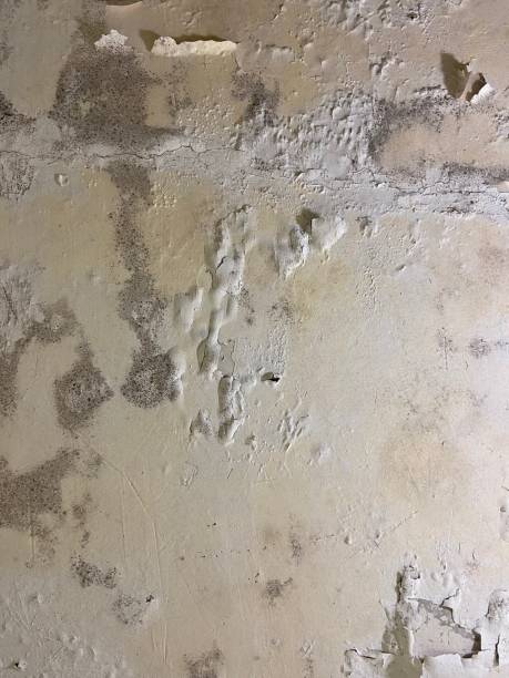 Best Mold Cleaning Services  in Thoreau, NM