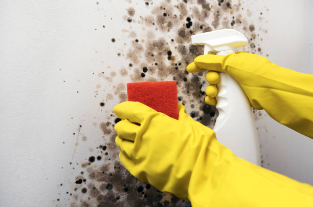 Best Local Mold Removal Service  in Thoreau, NM