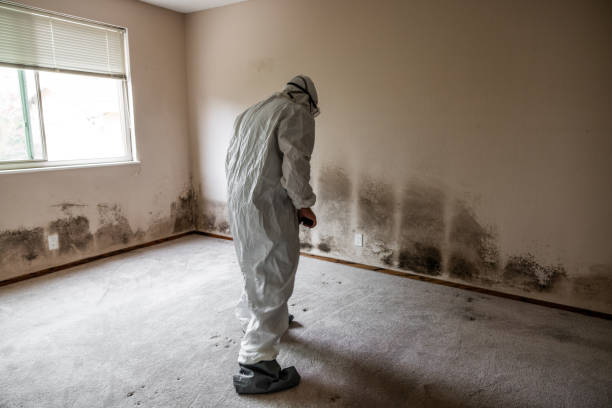 Best Emergency Mold Removal  in Thoreau, NM