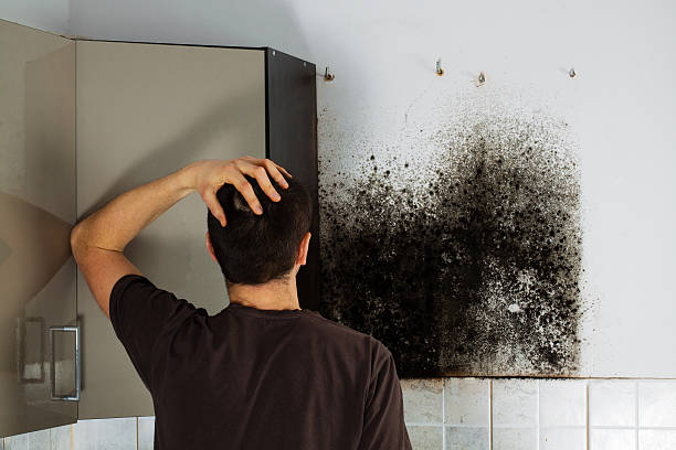 Best Home Mold Removal  in Thoreau, NM