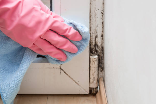 Certified Mold Removal in Thoreau, NM